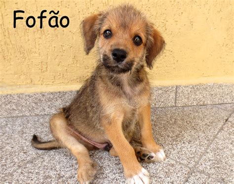 site de cachorro net